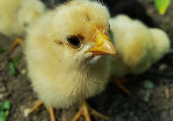 PETA इंडिया ने अनुरोध किया है कि पालघर में 2 लाख मुर्गियों की बेरहम हत्या के खिलाफ कार्यवाही की जाए।