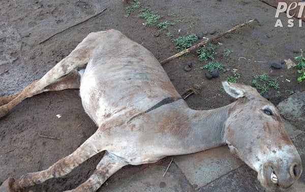 Victory! Kenya Bans Killing Donkeys for ‘Ejiao’ After Pressure From PETA Asia