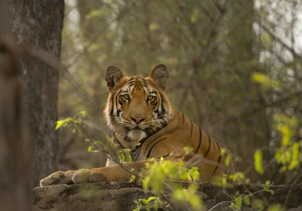 नेटफ्लिक्स की “टाइगर किंग” डोक्युसिरिज ने जानवरों के साथ होने वाले दुर्व्यवहारों पर गहराई से प्रकाश नहीं डाला