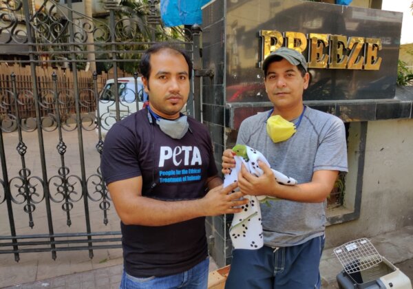 लॉकडाउन के दौरान नन्हे तोते को बचाने के लिए अभिनेता गौरव गेरा और रोहित गुज्जर को PETA इंडिया का ‘हीरो टू एनिमल्स’ अवार्ड