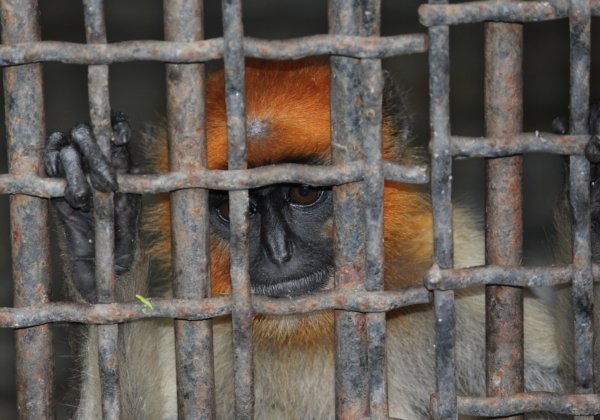 जानवरों के लिए कार्य : PETA युवा दल के नए वीडियो चैलेंज “Say No To Cages”  में हिस्सा लें।