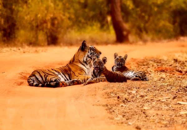 Tiger king सुविधा केंद्र के 39 बाघ अब बेहतरीन जीवन जी रहे हैं। PETA US का धन्यवाद।