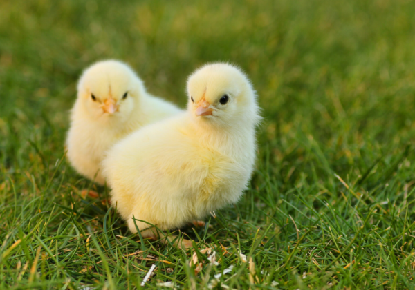 Goa Takes Steps to End Male Chick Killing by Egg Industry