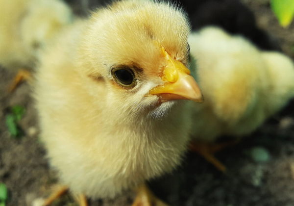 Kerala to Crack Down on Illegal and Cruel Chick Killing by Poultry Industry
