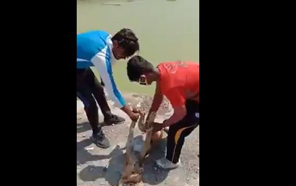 PETA India Works With Ujjain Police to Ensure Arrest of Abusers Who Drowned Dog in Viral Video