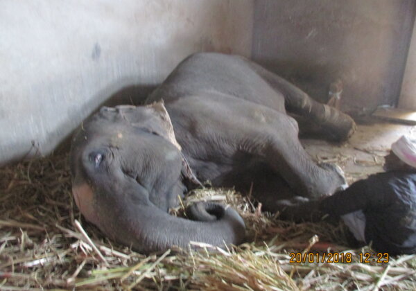 PETA इंडिया के अनुरोध पर, पुरातत्व विभाग जयपुर द्वारा आमेर के किले पर इस्तेमाल होने वाले हाथियों की TB (तपेदिक) जांच के आदेश