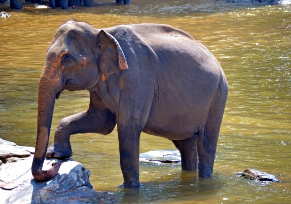 Pregnant Elephant’s Death Highlights That Elephants Need You Now