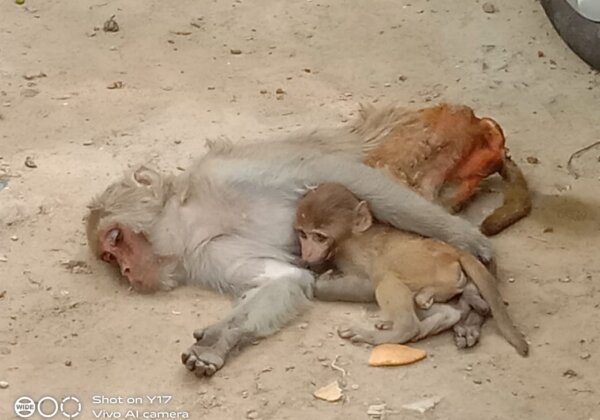 PETA इंडिया एवं उत्तर प्रदेश वन विभाग ने, माँ की मौत से दुखी बंदर के अनाथ बच्चे को सहारा दिया
