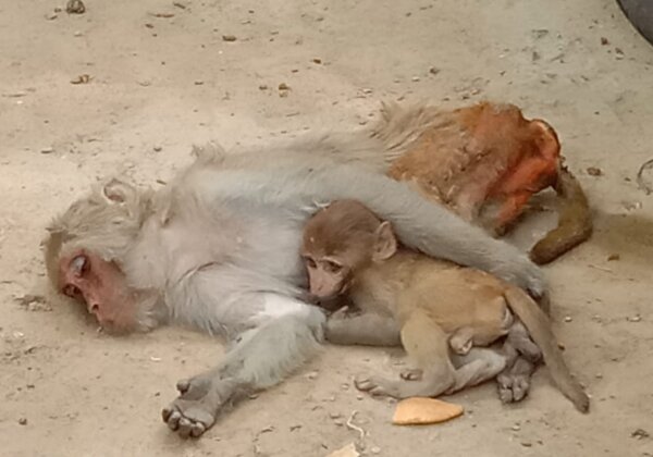 PETA India and UP Forest Department Offer a New Lease on Life for Traumatised Orphaned Baby Monkey