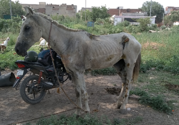 During the COVID-19 Pandemic, PETA India Urges Delhi’s Government to Take Action As Horses Are Testing Positive for Glanders