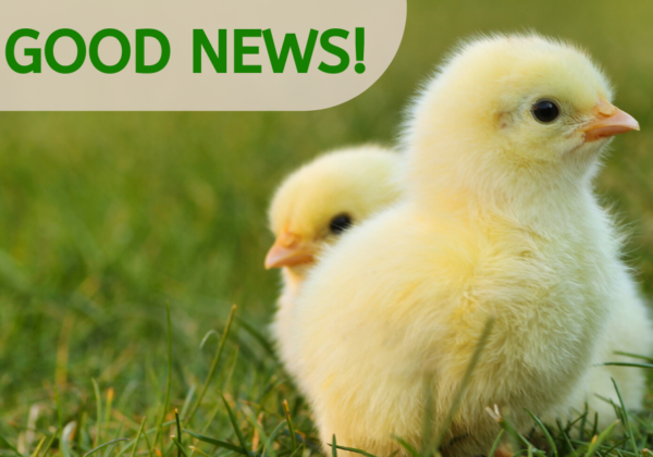 Bihar Takes a Pioneering Step to End the Killing of Male Chicks by the Egg Industry