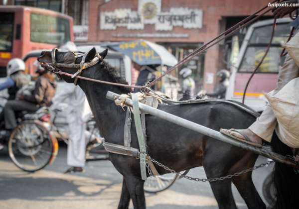 Following PETA India’s Appeal, Haryana Will Crack Down on the Illegal Use of Spiked Bits on Horses