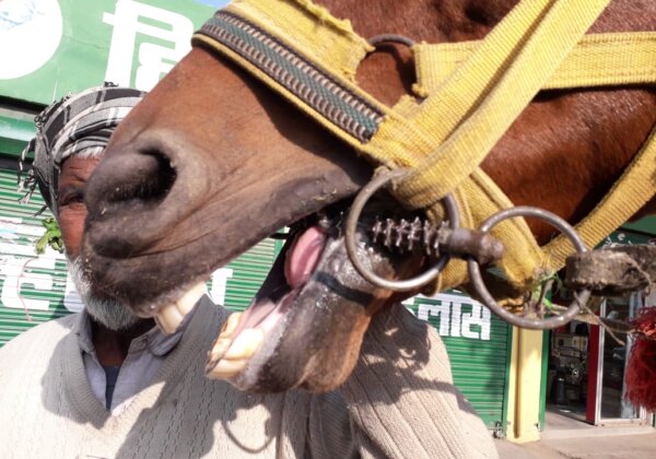 Rajasthan Government to Crack Down on Illegal Use of Spiked Bits on Horses
