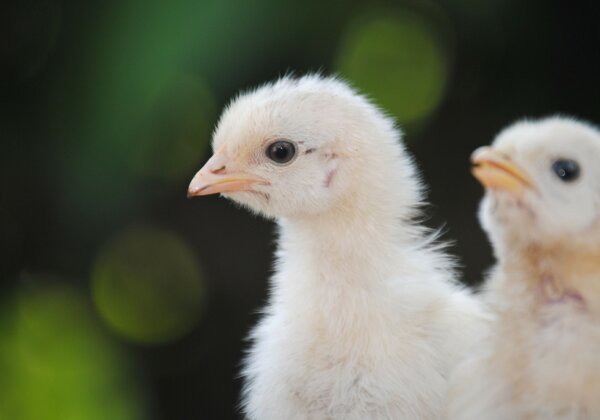 Gujarat to Crack Down on Illegal and Cruel Chick Killing by Poultry Industry