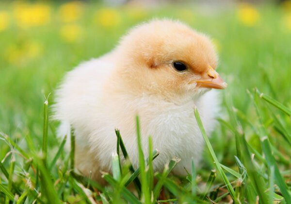 Assam Takes Steps to End Male Chick Killing by Egg Industry