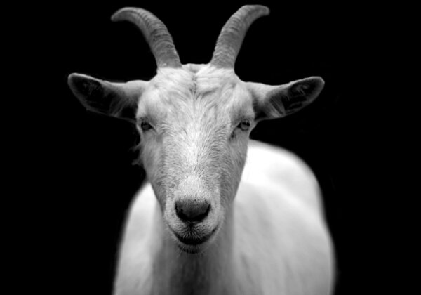 बकरीद के मद्देनज़र PETA इंडिया की याचिका पर तेलंगाना सरकार ने अवैध पशु कुर्बानी के खिलाफ सख़्ती बरतने के आदेश जारी किए