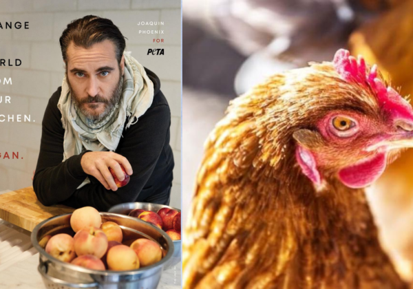 Joaquin Phoenix Wants You to Change the World From Your Kitchen