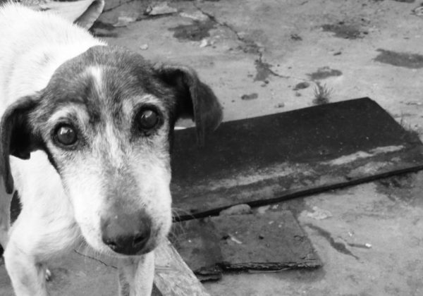 PETA इंडिया एवं अन्य लोगों की शिकायत पर, कुत्ते के ऊपर कार चड़ाने वाला शख़्स गिरफ़्तार