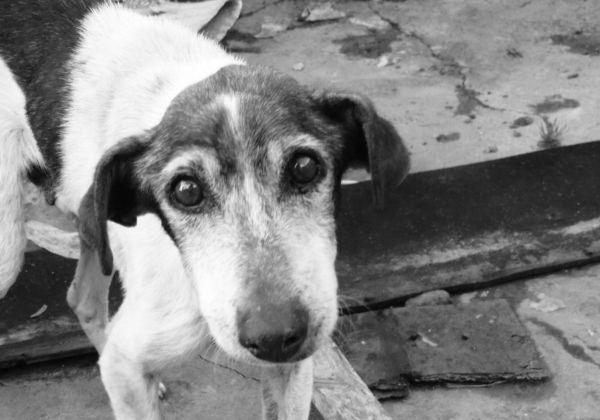 Following Complaints by PETA India and Others, a Man Is Arrested for Running Over a Dog