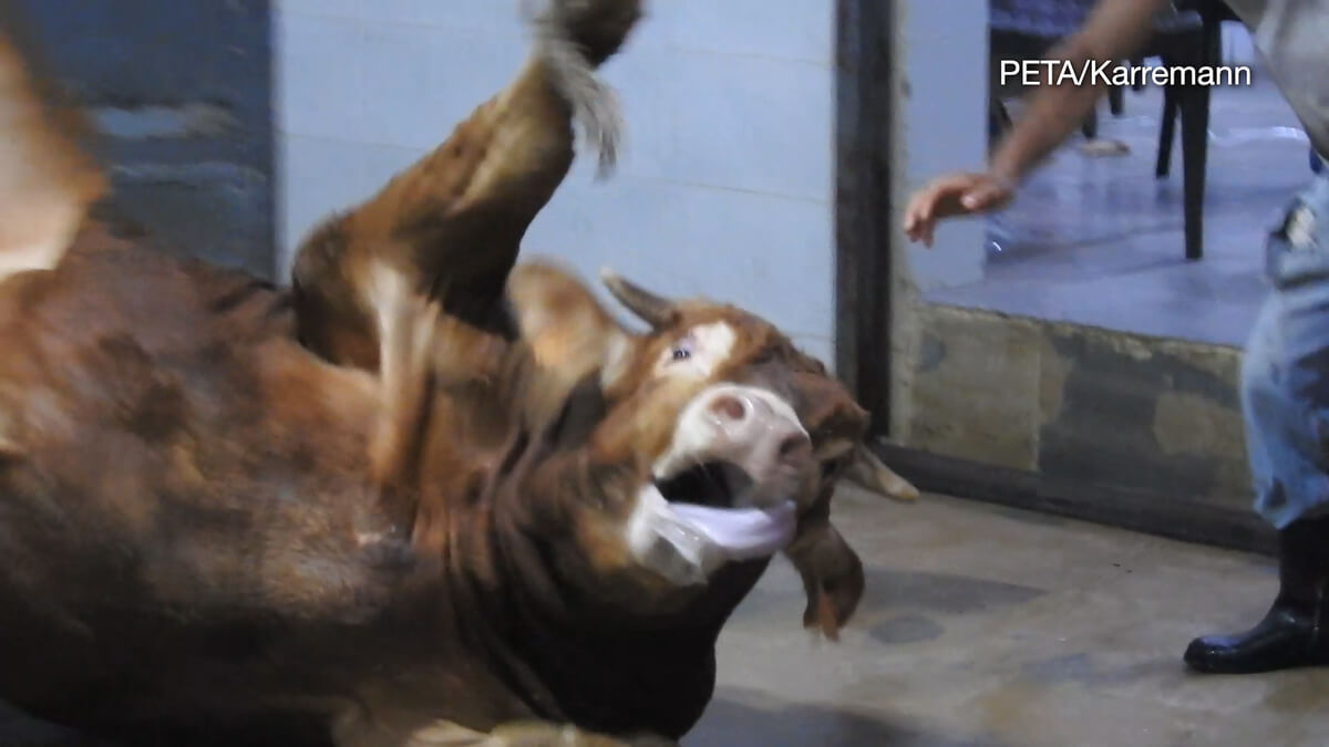 BE A SWEATER THEY SAID - Living - PETA India