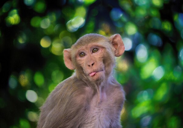 PETA इंडिया की शिकायत पर वन विभाग ने बंदर के साथ दुर्व्यवहार करने वाले टैटू आर्टिस्ट एवं स्टूडियो मैनेजर के खिलाफ केस दर्ज