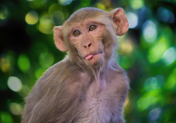 PETA India Requests Halt on Plan to Use Wild Monkeys in Experiments