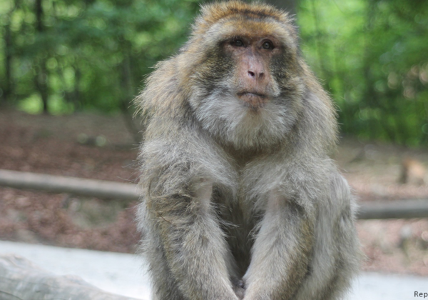 Reward: Rs 50,000 for Information Leading to Discovery of Missing Monkey