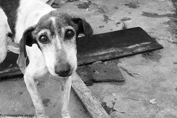 Aurangabad Police Register FIR Against Teens for Gouging Out Dog’s Eyes, Beating Him to Death
