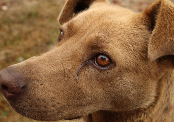 PETA इंडिया के हस्तक्षेप के बाद कुत्ते पर तेज़ाबी हमला करने वाले दंपति के खिलाफ़ FIR दर्ज़