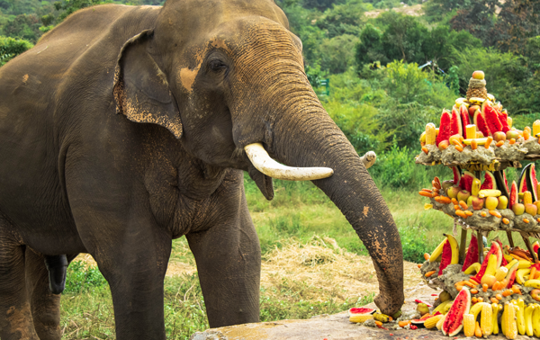 Video: Rescued Elephant Sunder Celebrates Diwali!