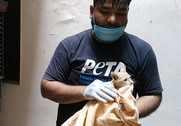 PETA इंडिया द्वारा वेंटिलेटर शाफ़्ट में फंसी बिल्ली और उसके बच्चे को बचाया गया