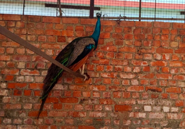 PETA India Works With Kerala Forest Department to Rescue a Peacock