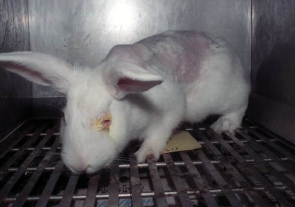 PETA India Applauds New Cosmetics Rules for Strengthening Import Ban on Animal-Tested Cosmetics