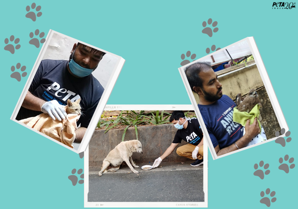 PETA इंडिया द्वारा वर्ष 2020 में किए गए बेहतरीन रेसक्यू