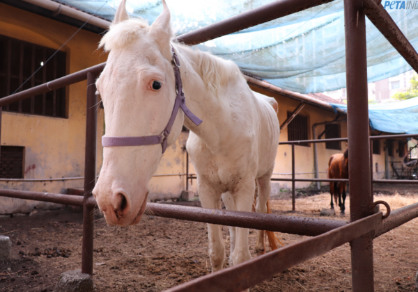 PETA India Wins Interim Custody of Horse Abused for Ceremonial Purposes in Mumbai