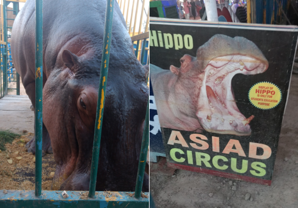 Delhi High Court Orders Seizure of Hippo From Asiad Circus After PETA India Plea