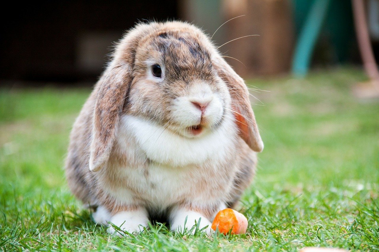 Angora: Torture for Rabbits  Animals Are Not Ours to Wear - PETA UK