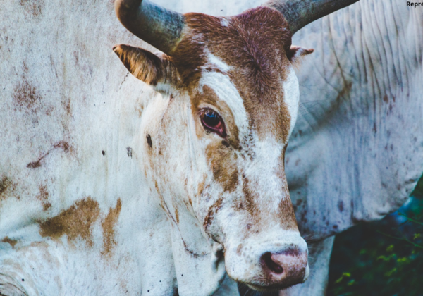 PETA इंडिया की शिकायत के बाद, गाय की गोली मारकर हत्या करने के जुल्म में एक मणिपुर के नागरिक के खिलाफ़ FIR दर्ज़