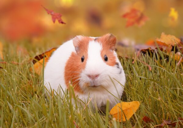 Deadly Guinea Pig Test Removed by Bureau of Indian Standards Following PETA India Input
