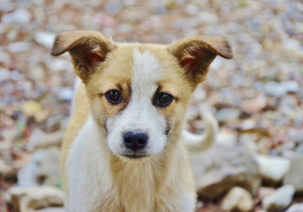 Delhi Man Booked for Killing a Puppy, Following PETA India’s Intervention