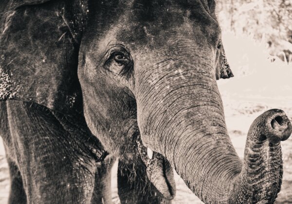 “हाथी पर जलता हुआ टायर फेंकते हुए कुछ लोग कैमरे में कैद” – PETA इंडिया की कार्यवाही
