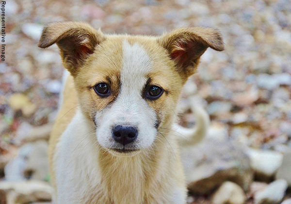 कुत्ते के बच्चों को जलाकर मारने वाले व्यक्तियों की जानकारी देने वाले को PETA इंडिया की ओर से ₹50,000 के इनाम की घोषणा