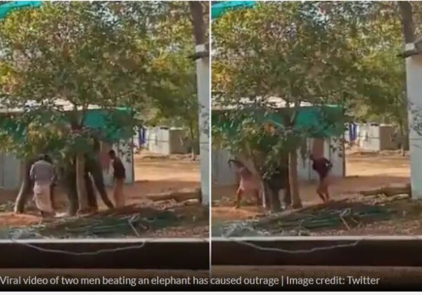 अपडेट: वाइरल वीडियो में हाथी को पीटने वाले आरोपियों के खिलाफ़ मामला दर्ज़