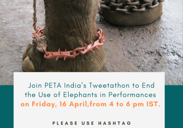 TODAY: Join the Tweetathon to End Elephant Performances