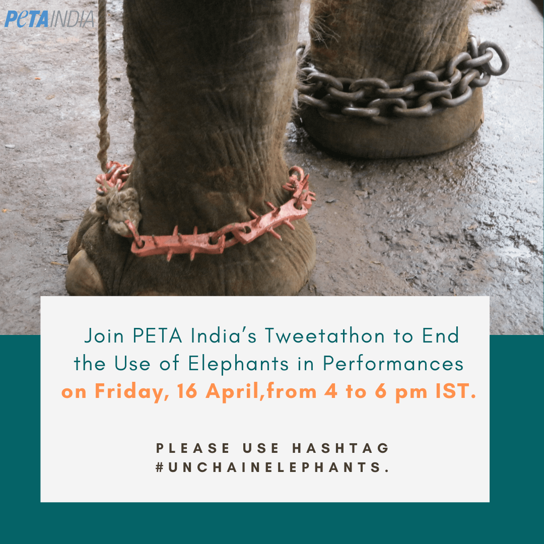 On Save the Elephants Day, Join PETA India's Tweetathon To End The Use of Elephants In Performances. (1)