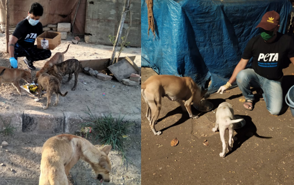 Animal Welfare Board of India (AWBI) Advises all States and Union Territories to Allocate Funds for  Community Animals, Following PETA India’s Appeal