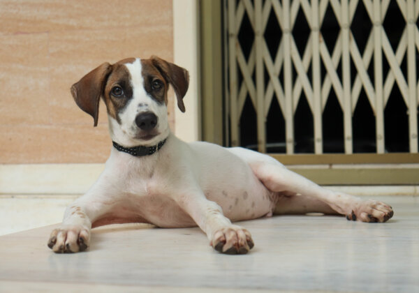 फिल्म अभिनेत्री रवीना टंडन ने इस देसी कुत्ते को बचाया था अब यह आपके घर का सदस्य बन भी सकता है