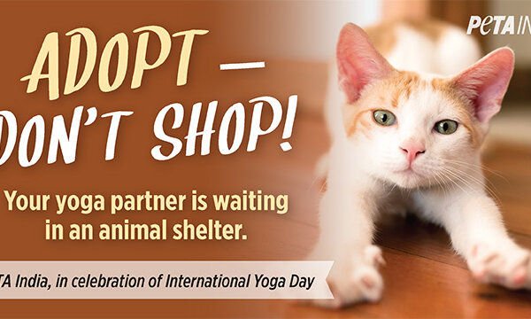 New International Yoga Day PETA India Billboard Campaign Encourages Animal Adoption