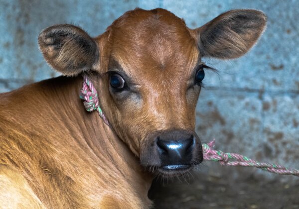 PETA India Urges Drugs Controller to Replace Newborn Calf Serum With Available Animal-Free Media For Vaccine Production