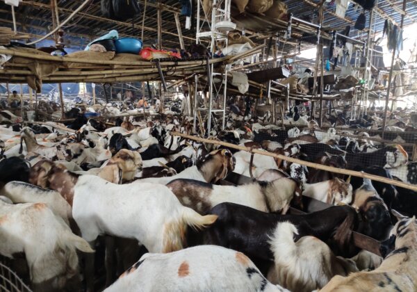Illegal Goat Markets Mushroom All Over Mumbai Prior to Eid al-Adha, PETA India Investigation Reveals